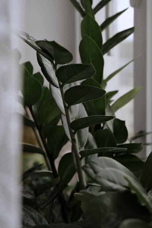 Tips for Maintaining a Healthy Indoor Garden Throughout the Year